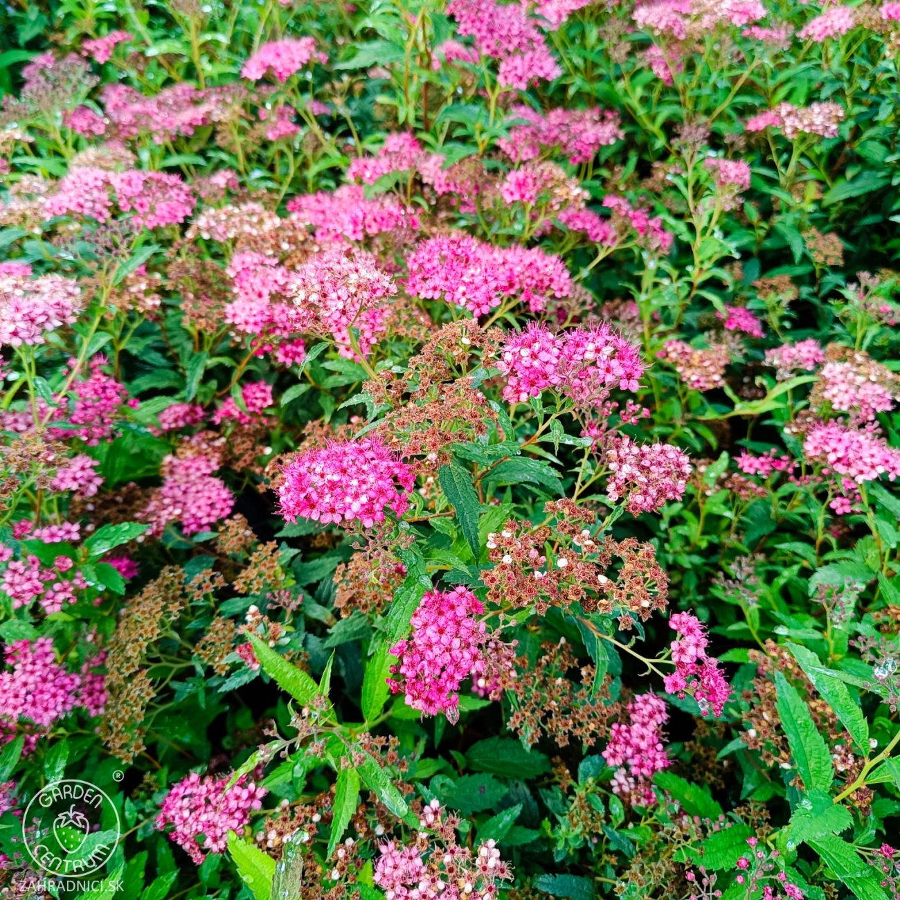 Obrázok Tavoľník japonský (Spiraea japonica) ´NEON FLASH´ - výška 30-40 cm, kont. C3L